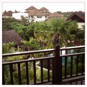 Monkey on the railing of our villa